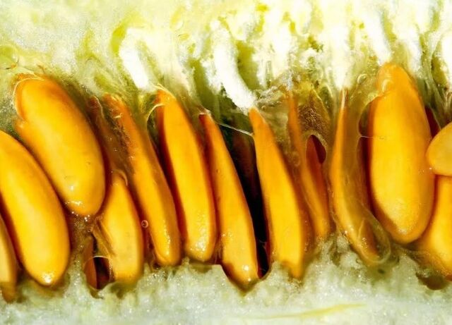 Melon seed