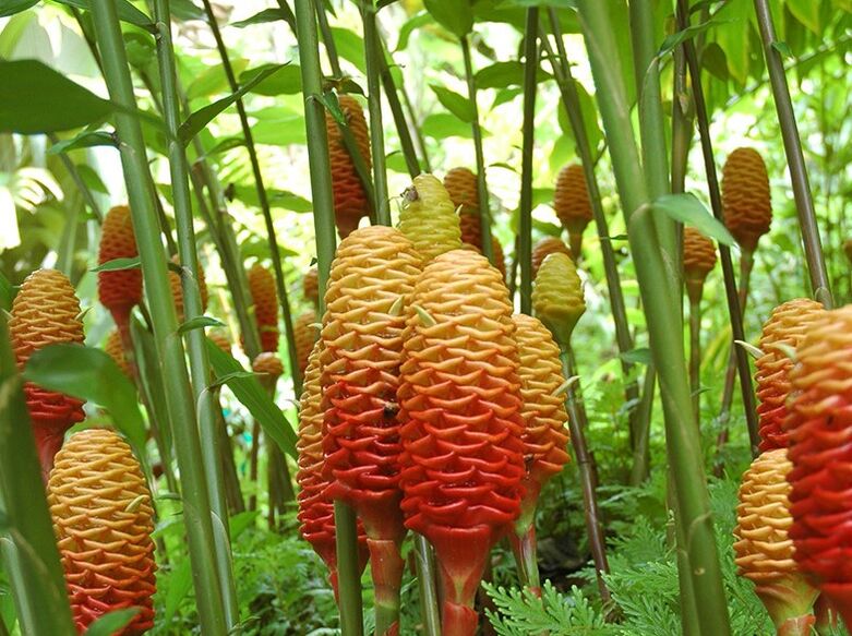 Seems to be in natural conditions of ginger